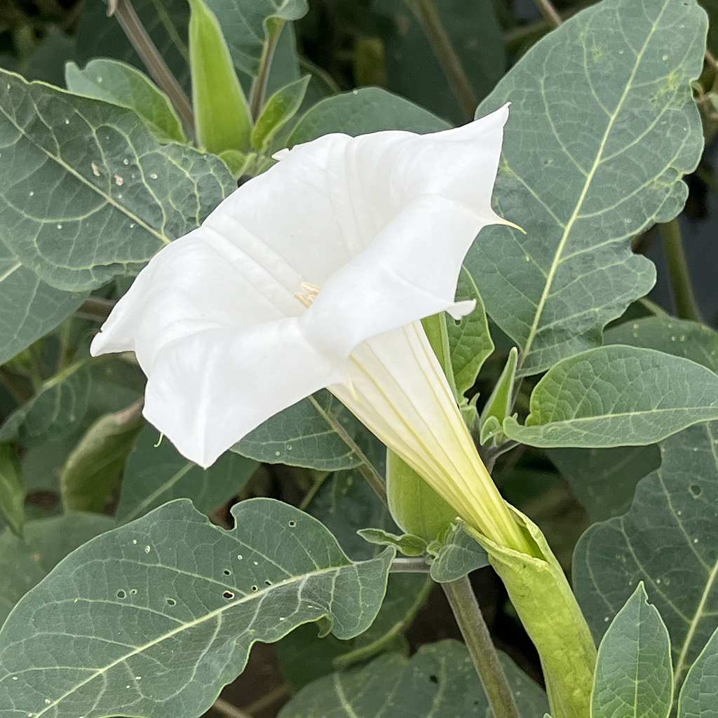 Datura inoxia - flower from the side