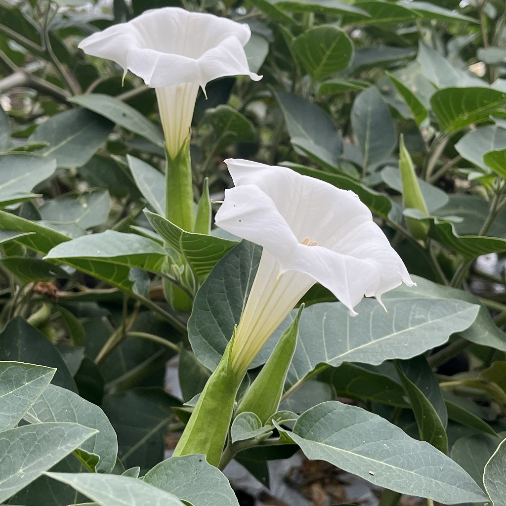 Datura inoxia - flowers and leaves