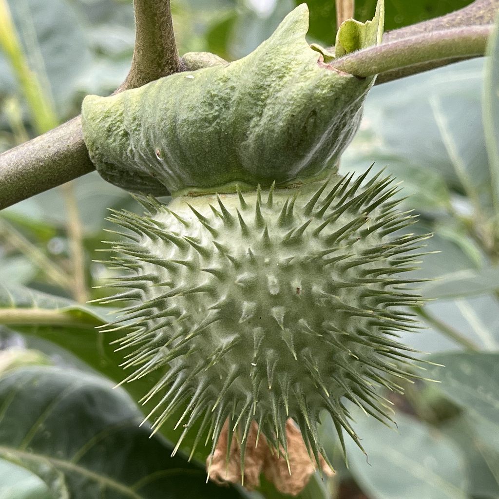 Datura inoxia - prickly capsule