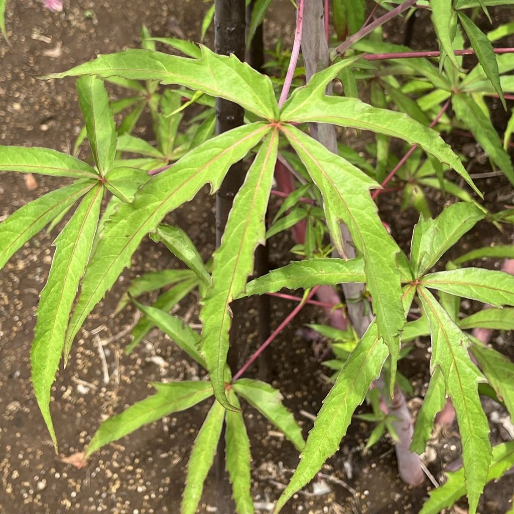Hibiscus coccineus - leaves