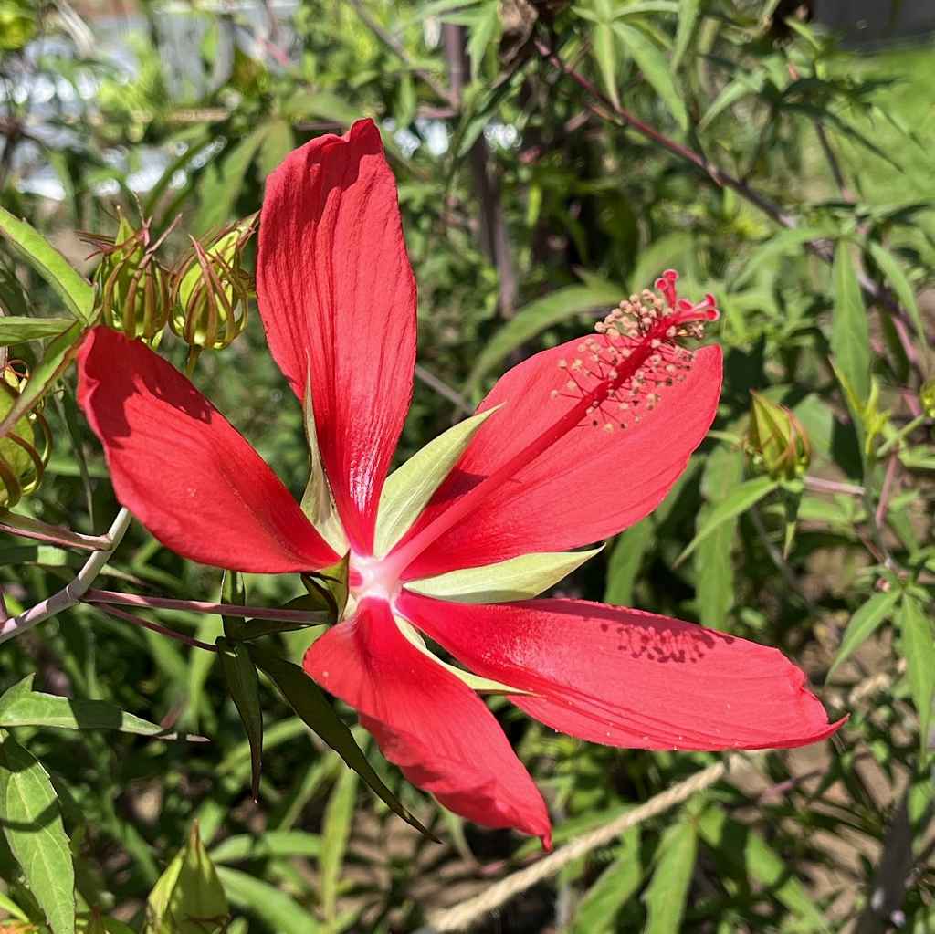 Hibiscus coccineus - sunny flower