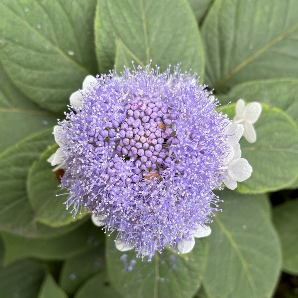 Hydrangea involucrata - the Flower blooming in September