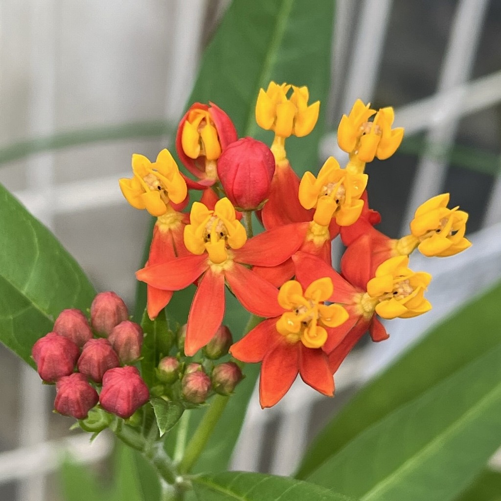Asclepias curassavica - flowers and buds up close