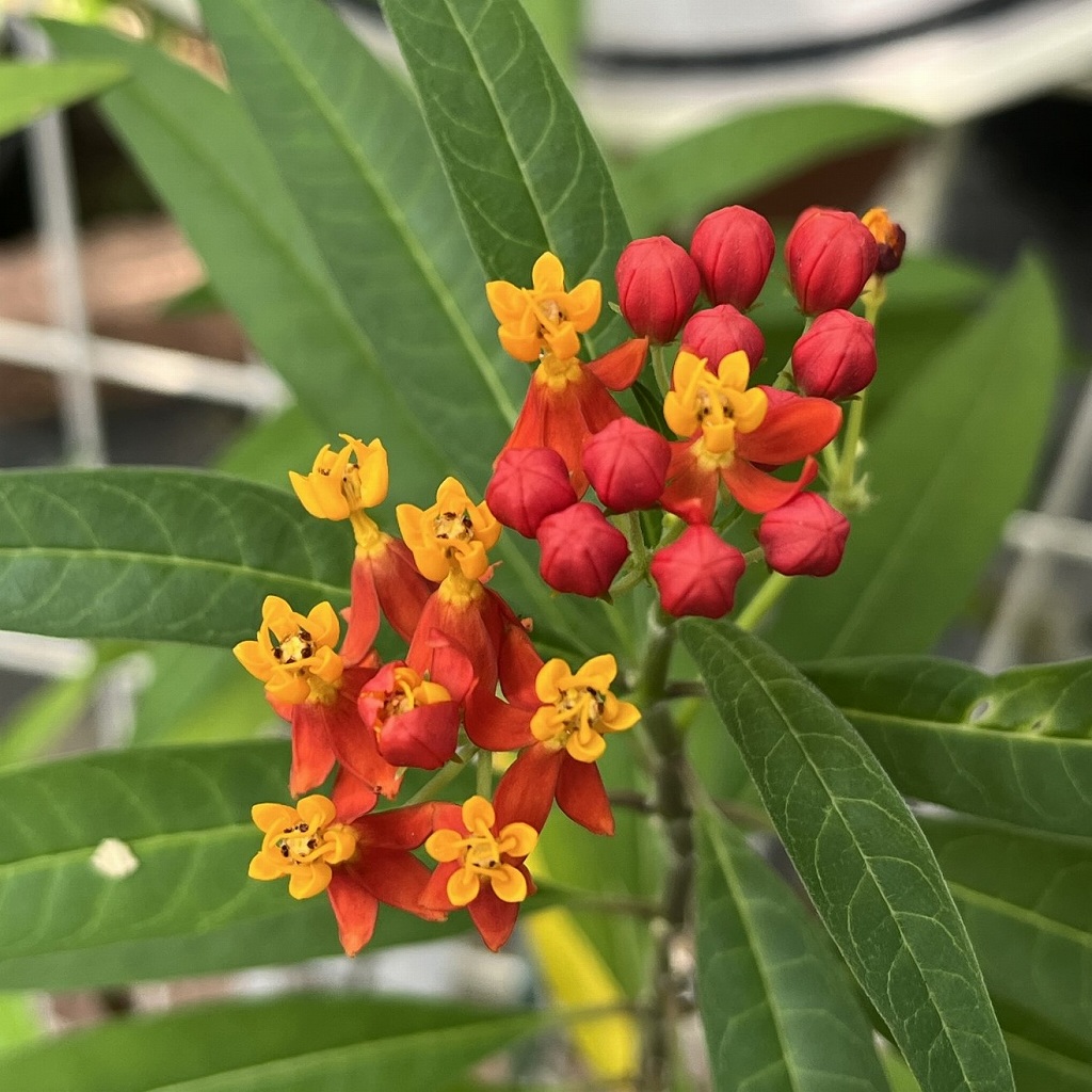 Asclepias curassavica - flowers and buds