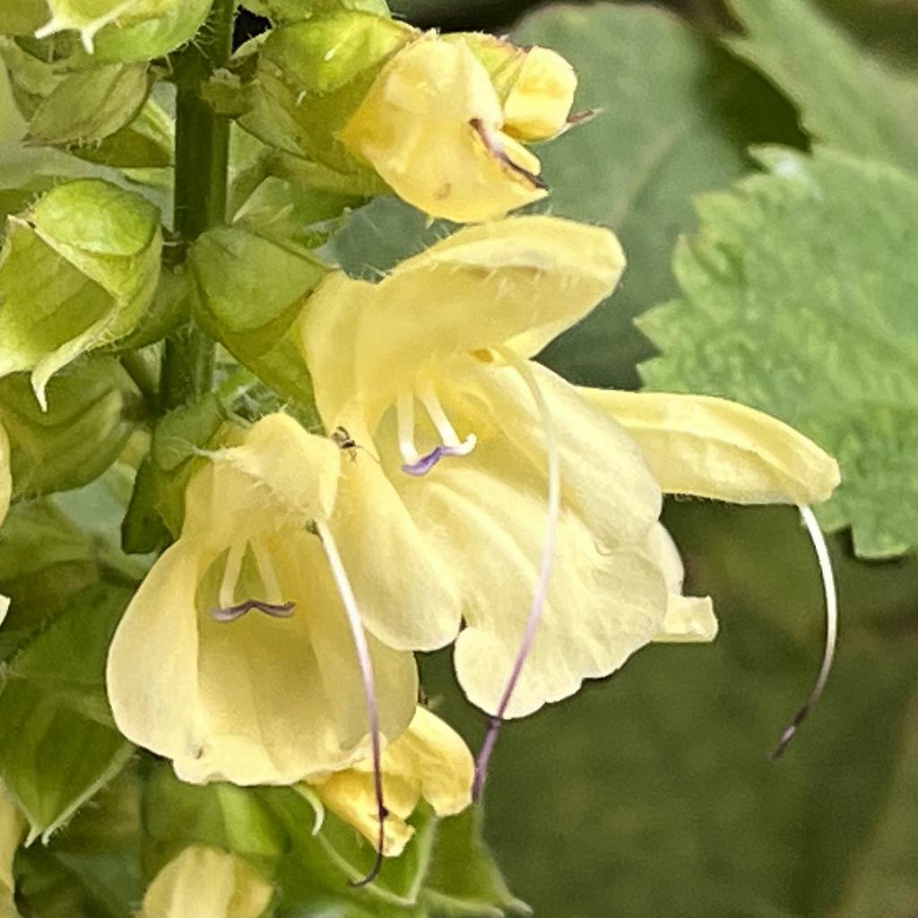Salvia nipponica - flowers up close