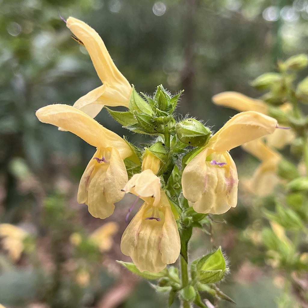 キバナアキギリ / Salvia nipponica