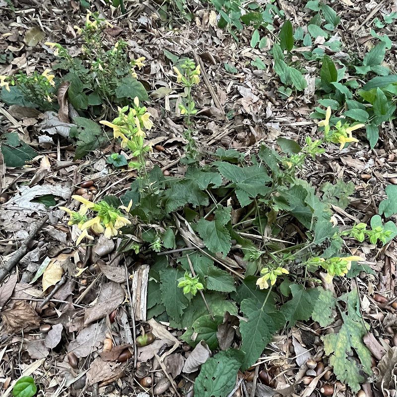 Salvia nipponica - plants