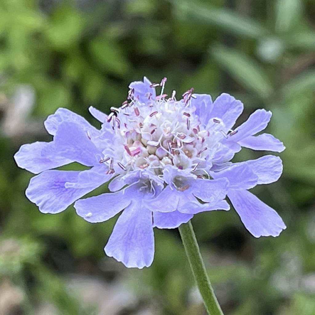 Scabiosa japonica - flower from the side