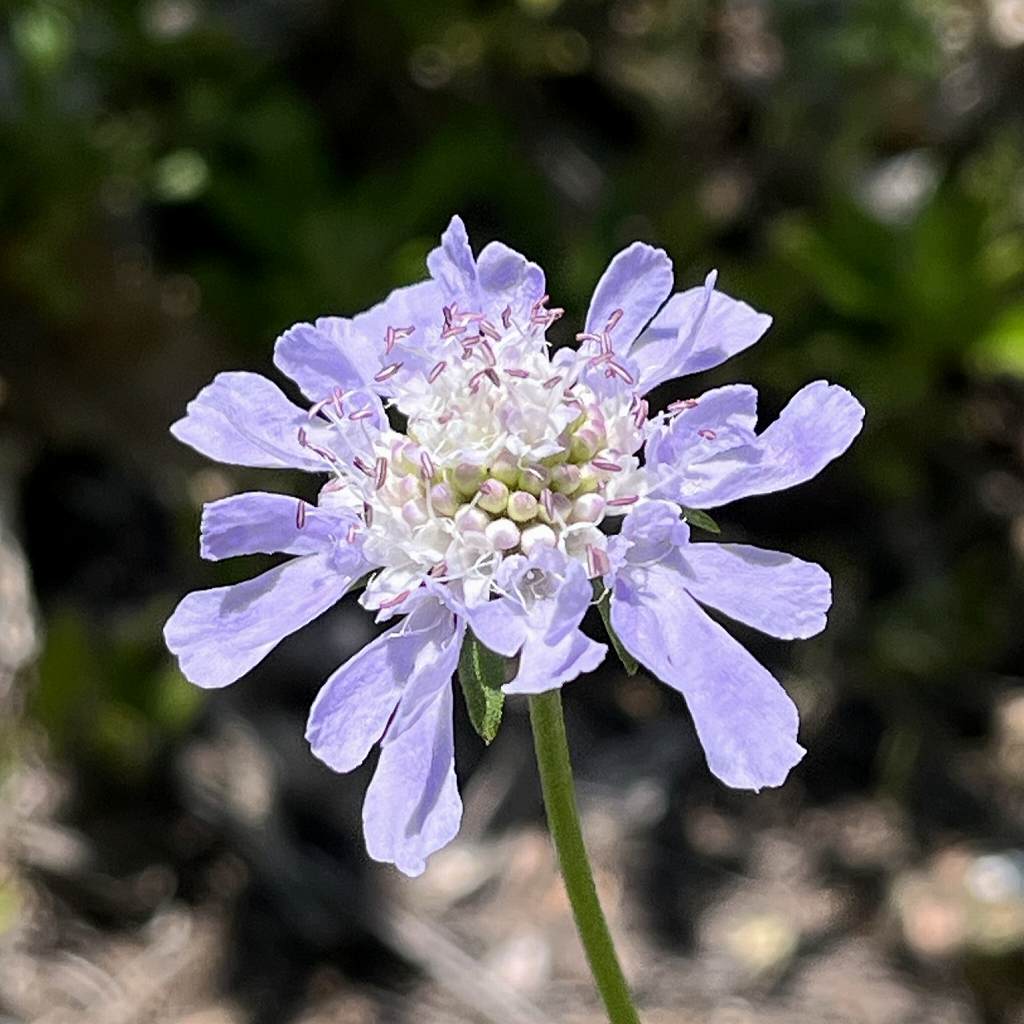 Scabiosa japonica - flower that just bloomed