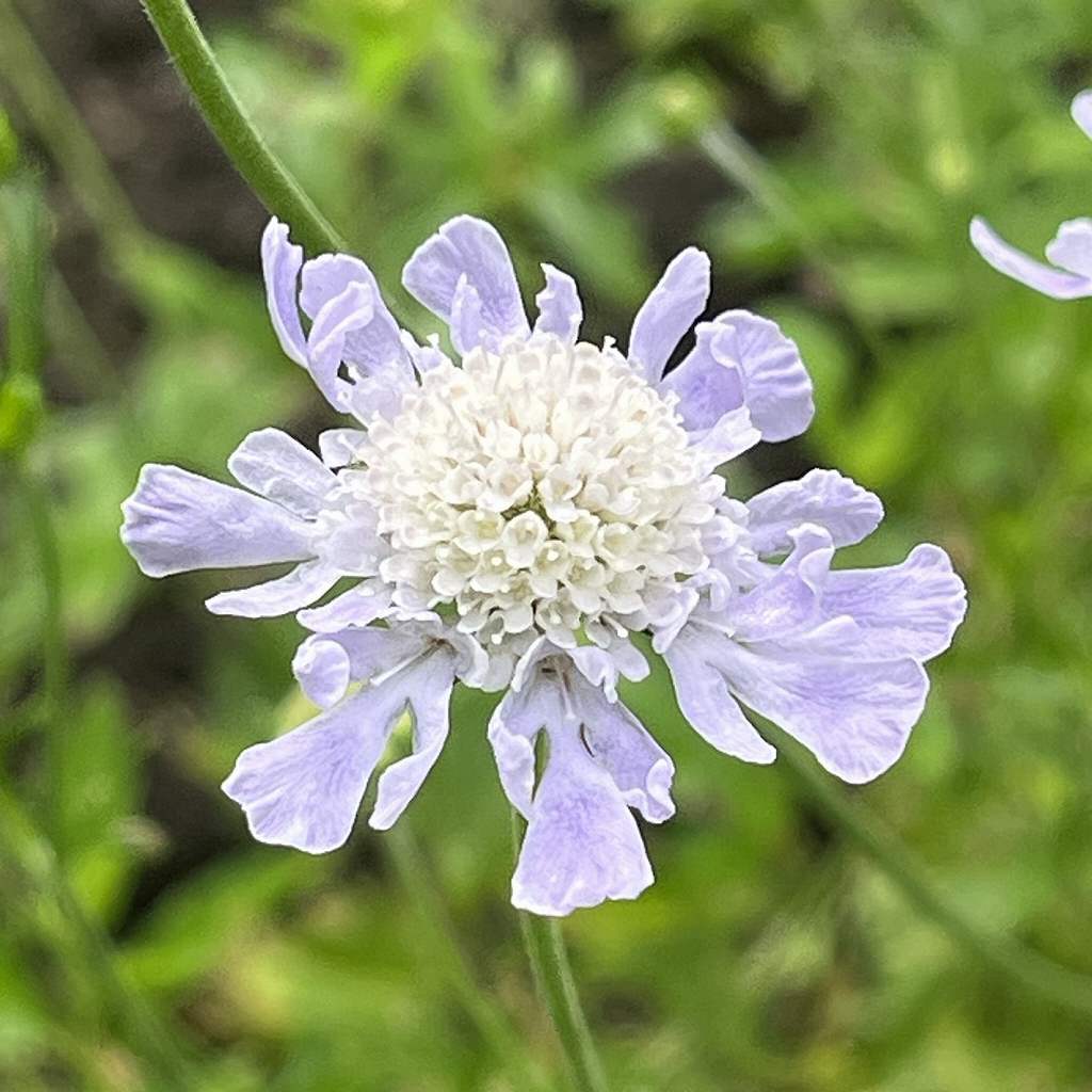 Scabiosa japonica - tubular flowers are white