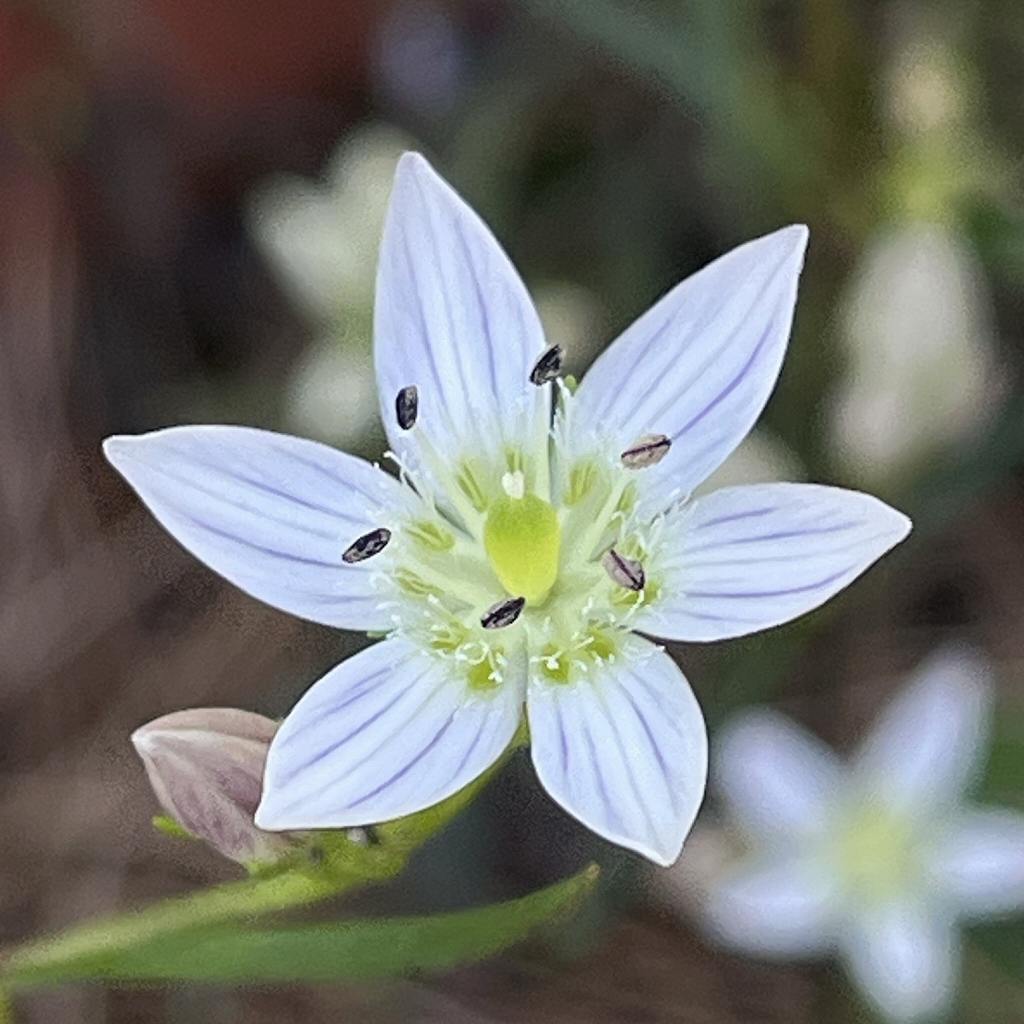 センブリ / Swertia Herb