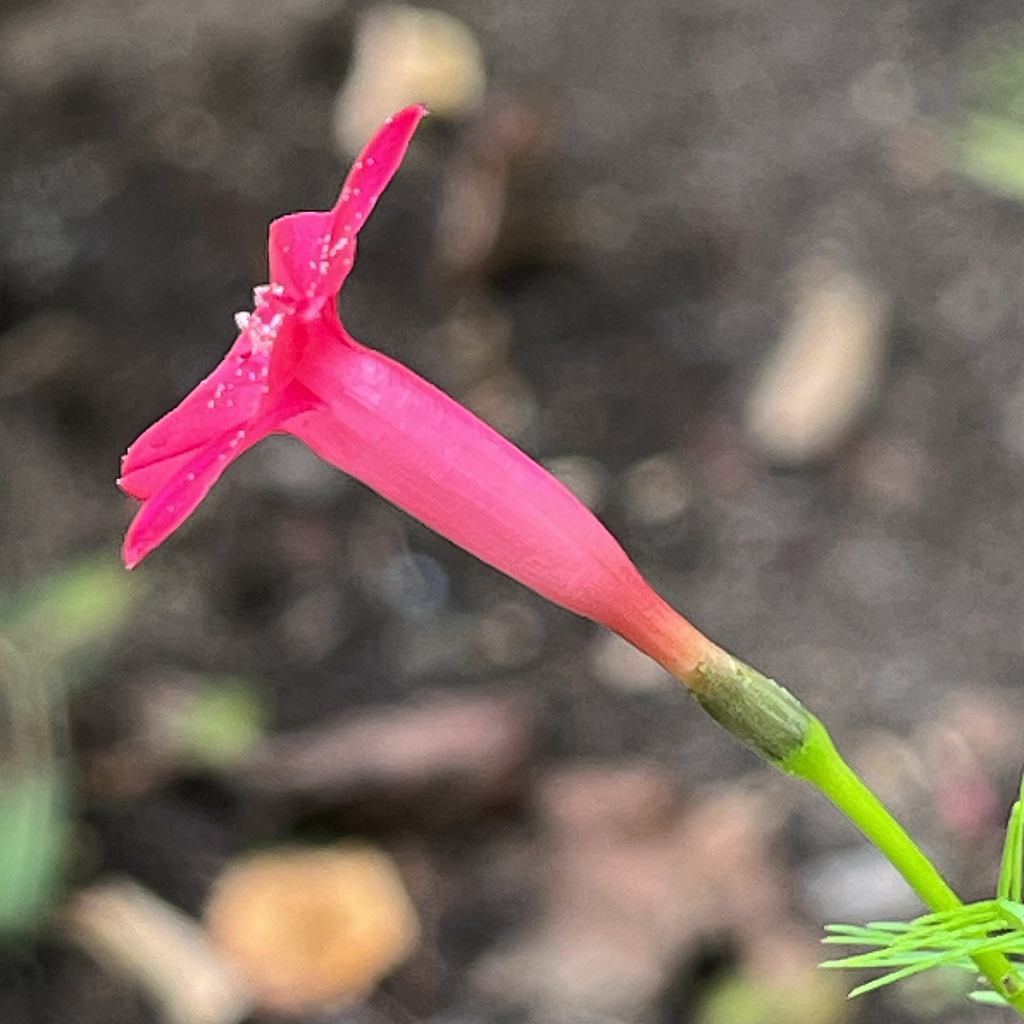 ルコウソウ：花を横から ／ Ipomoea quamoclit - flower from the side