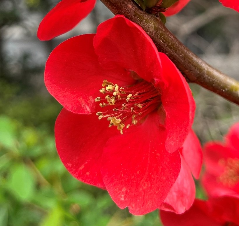 ボケ：赤色の花 ／ Chaenomeles - red flower