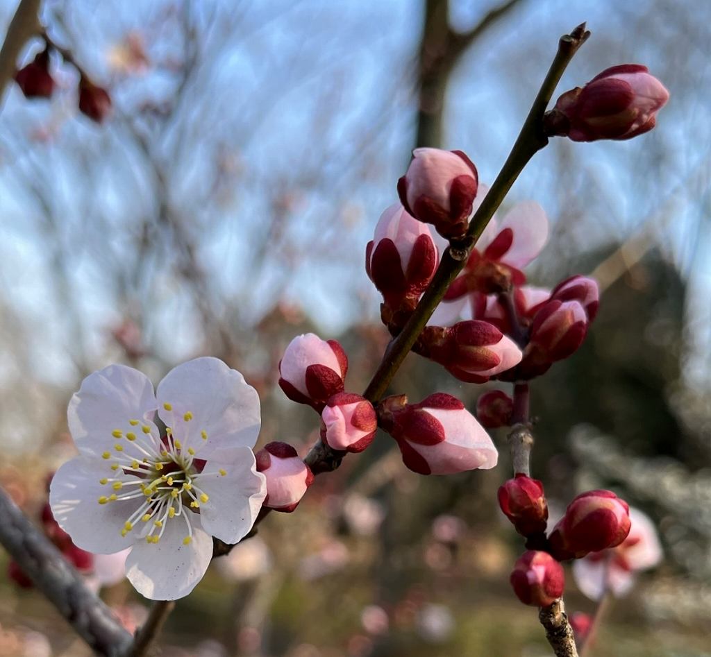 ウメ：桃色の花と蕾 ／ Prunus mume - pink flowers and buds
