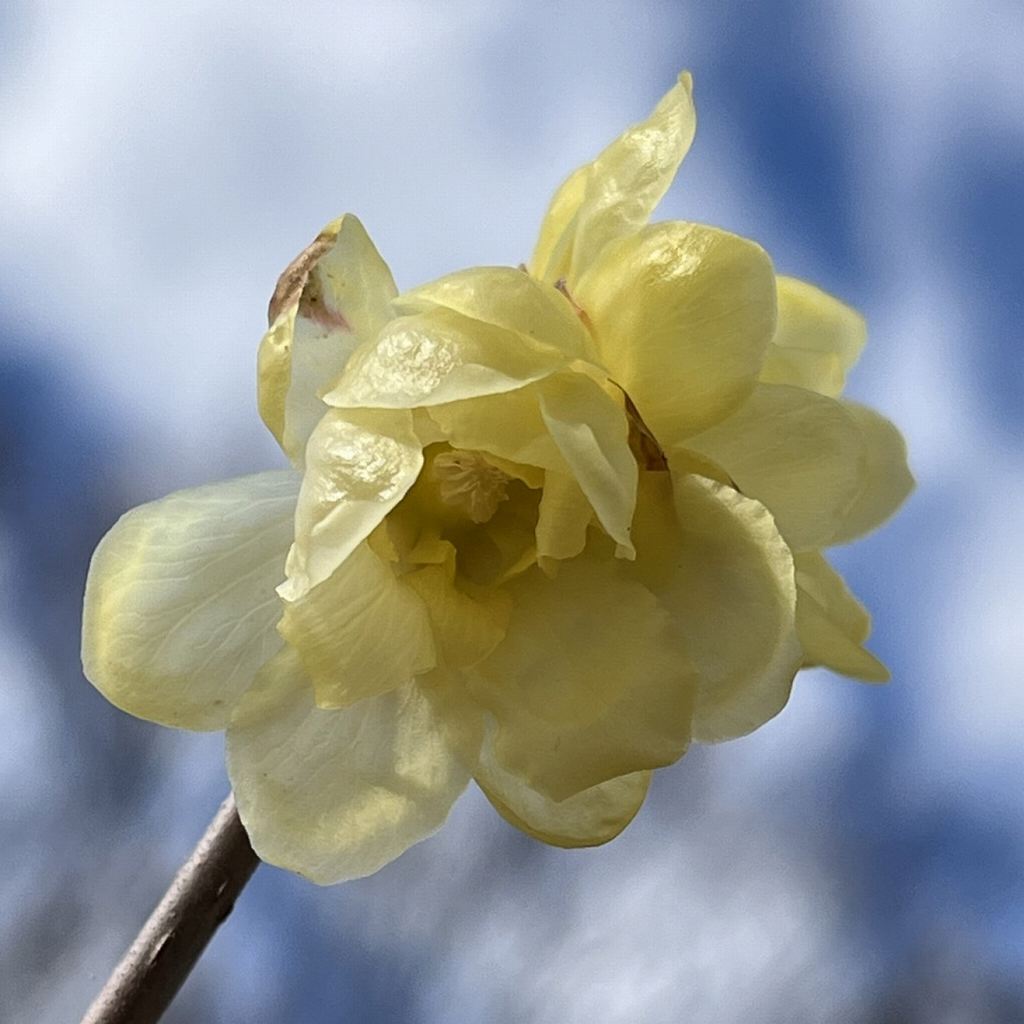 ソシンロウバイ：花を横から ／ Chimonanthus praecox concolor - Flower from the side