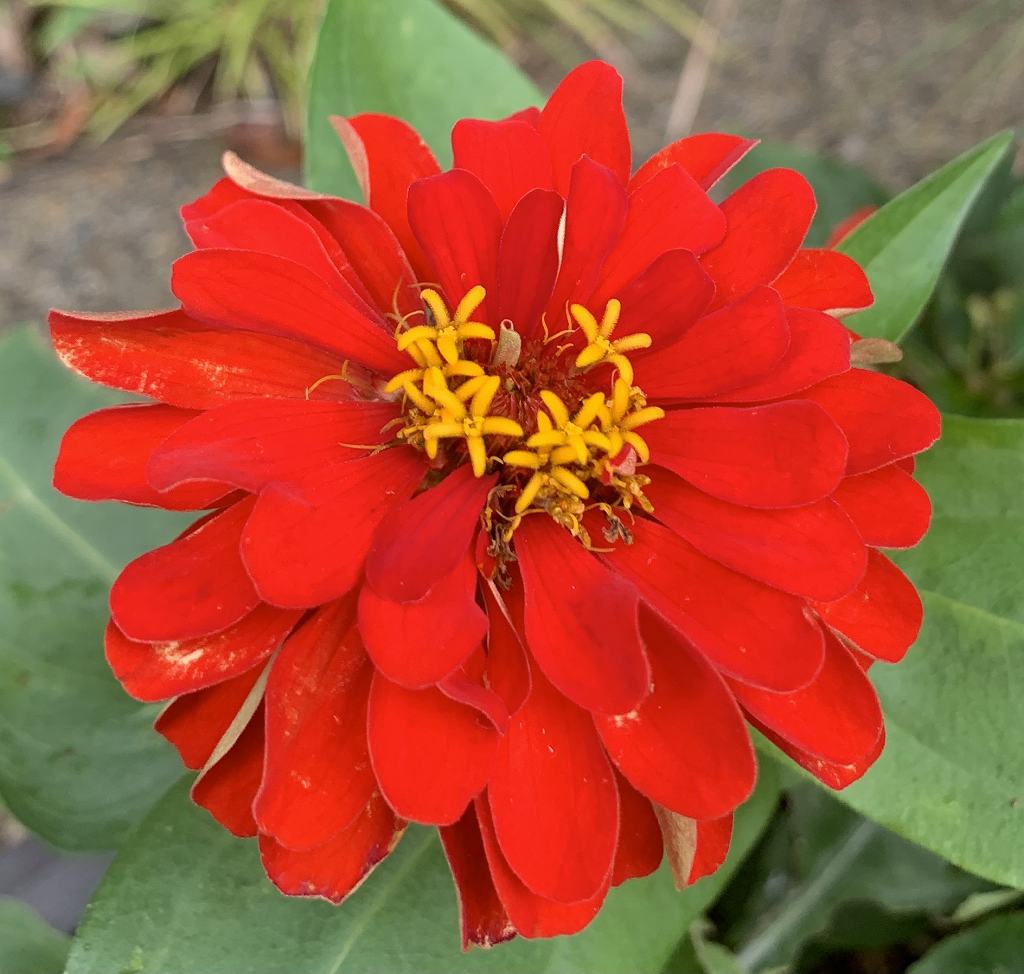 ヒャクニチソウ：赤色の花 ／ Zinnia elegans - red flower
