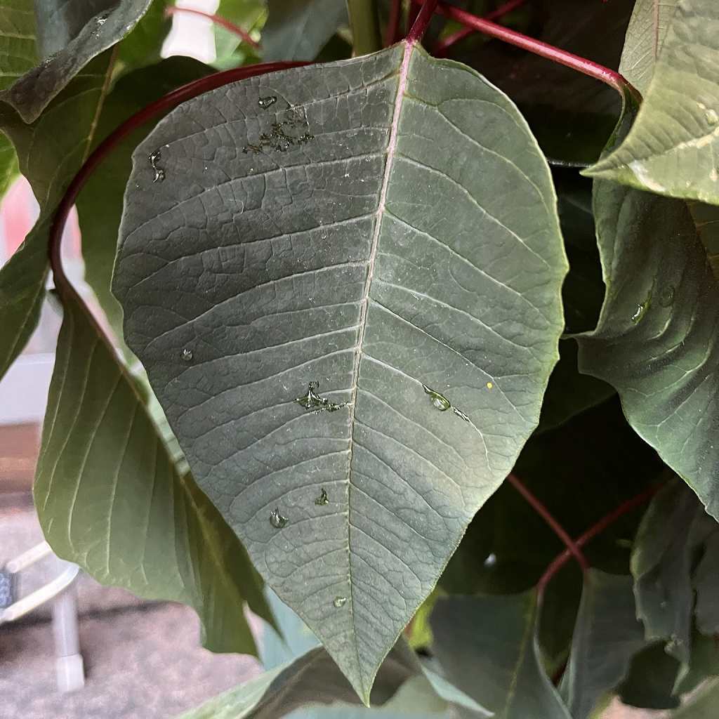 ポインセチア：葉 ／ Euphorbia pulcherrima - Leaf