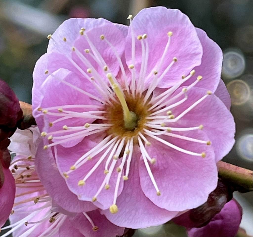 ウメ：桃色の花 ／ Prunus mume - pink flower