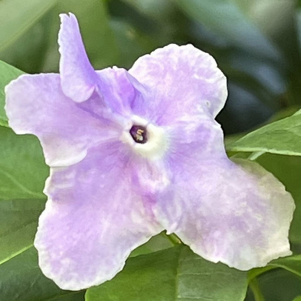 ニオイバンマツリ：淡青紫色の花 ／ Brunfelsia australis - light violet flower