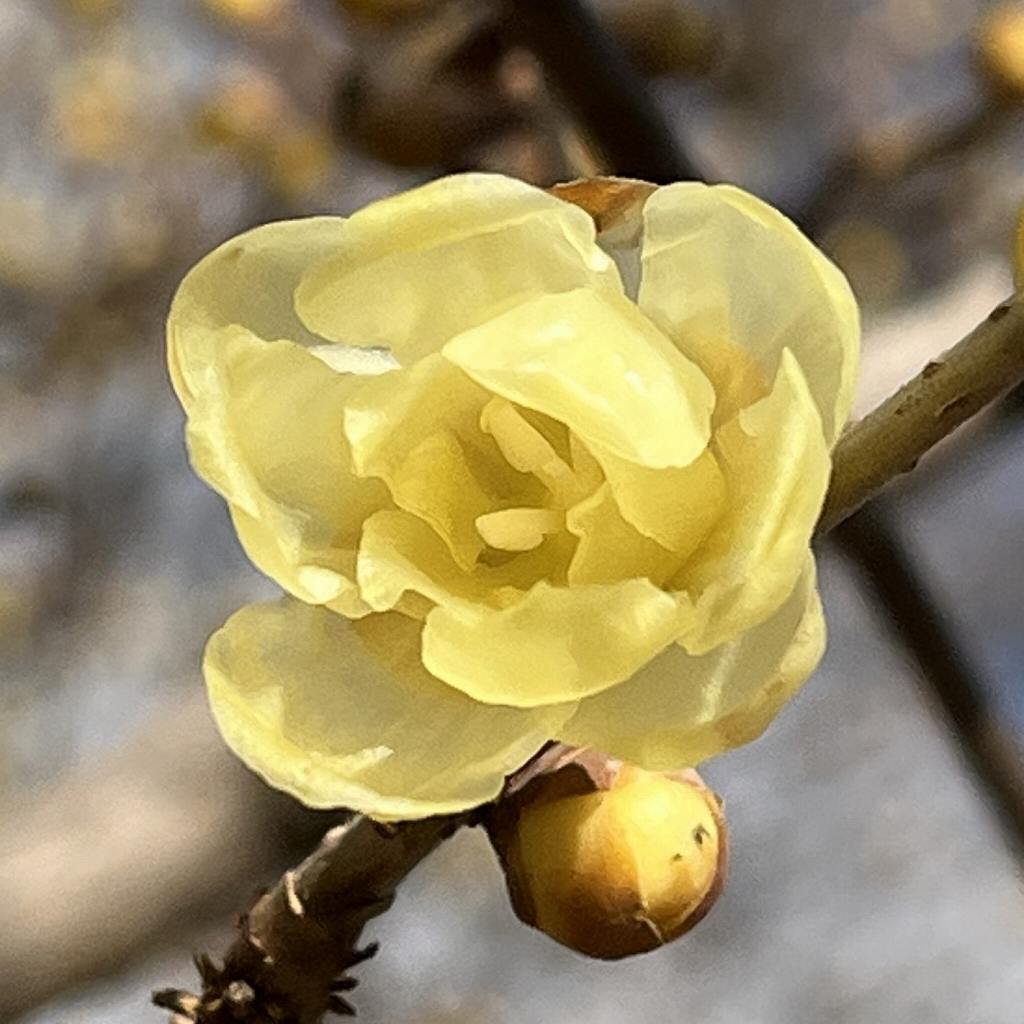 ソシンロウバイ：花を正面から ／ Chimonanthus praecox concolor - Flower from the front