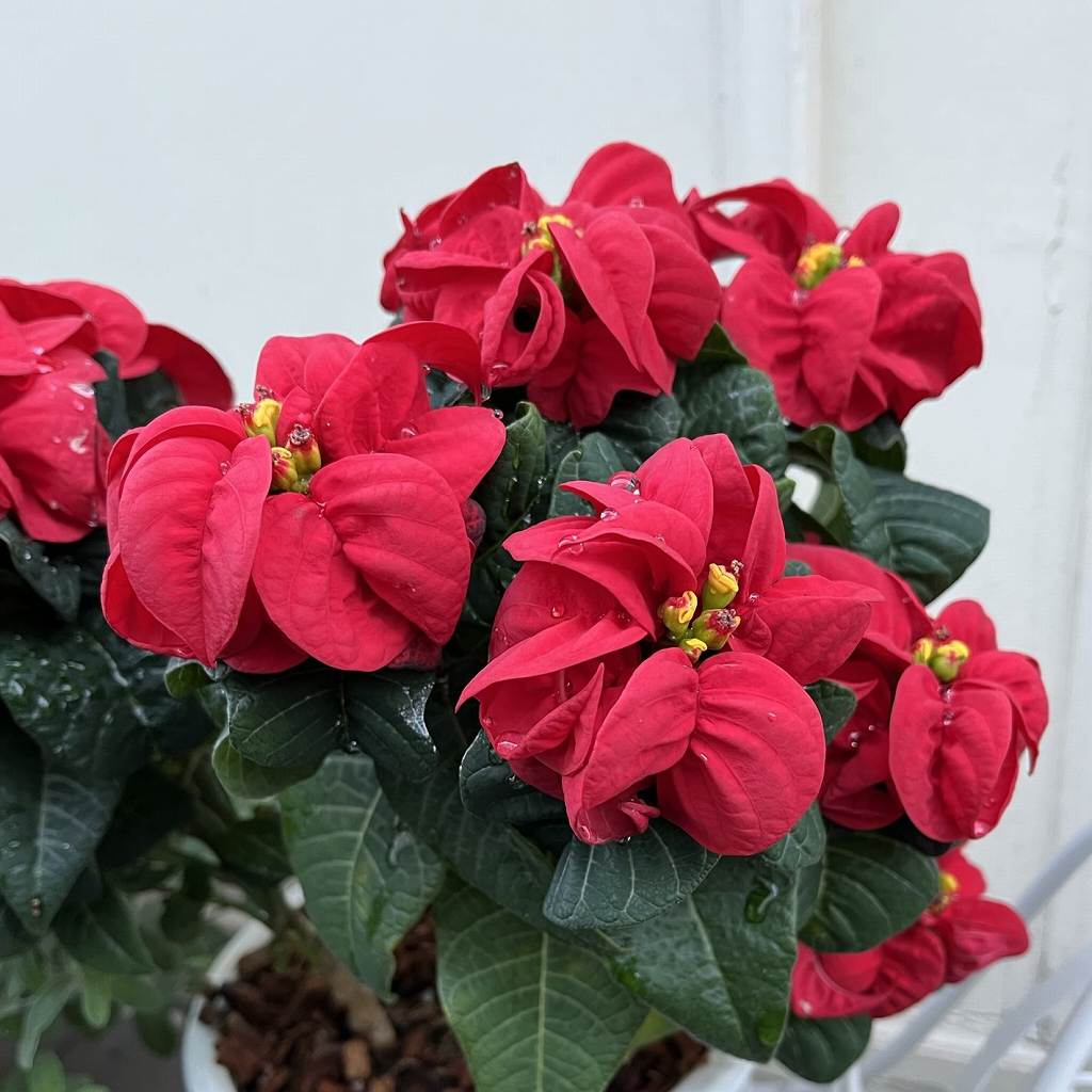 ポインセチア：八重咲き ／ Euphorbia pulcherrima - Winter Rose