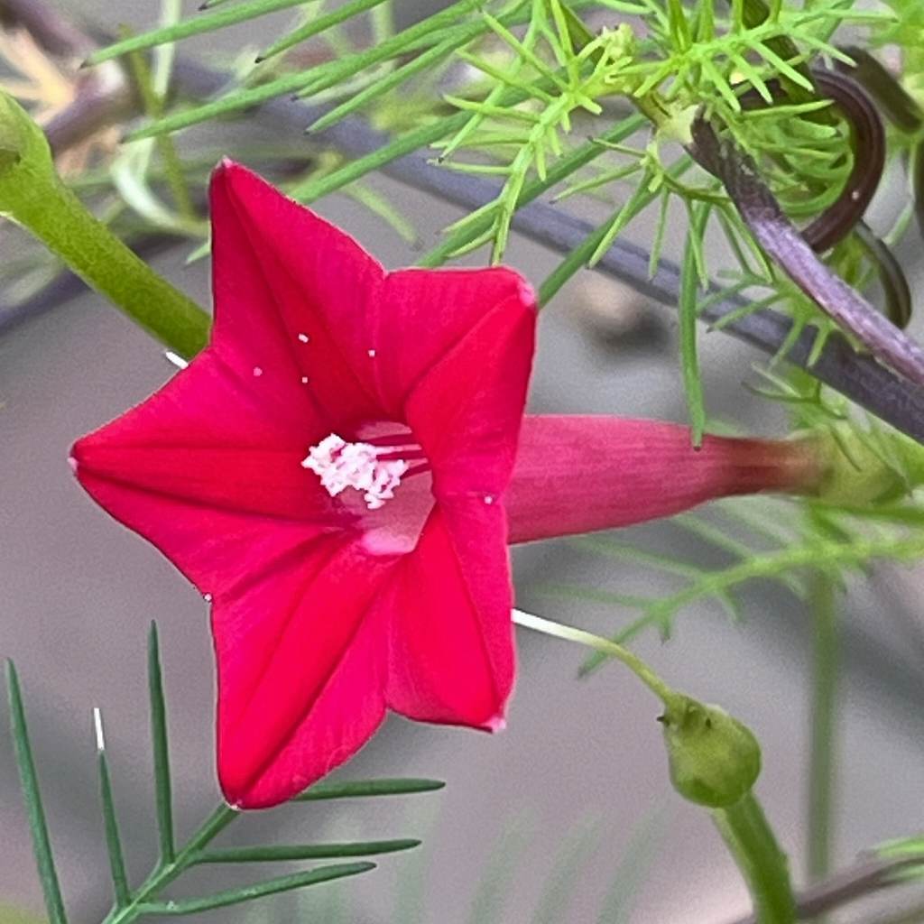 ルコウソウ：花を斜めから ／ Ipomoea quamoclit - flower from an angle