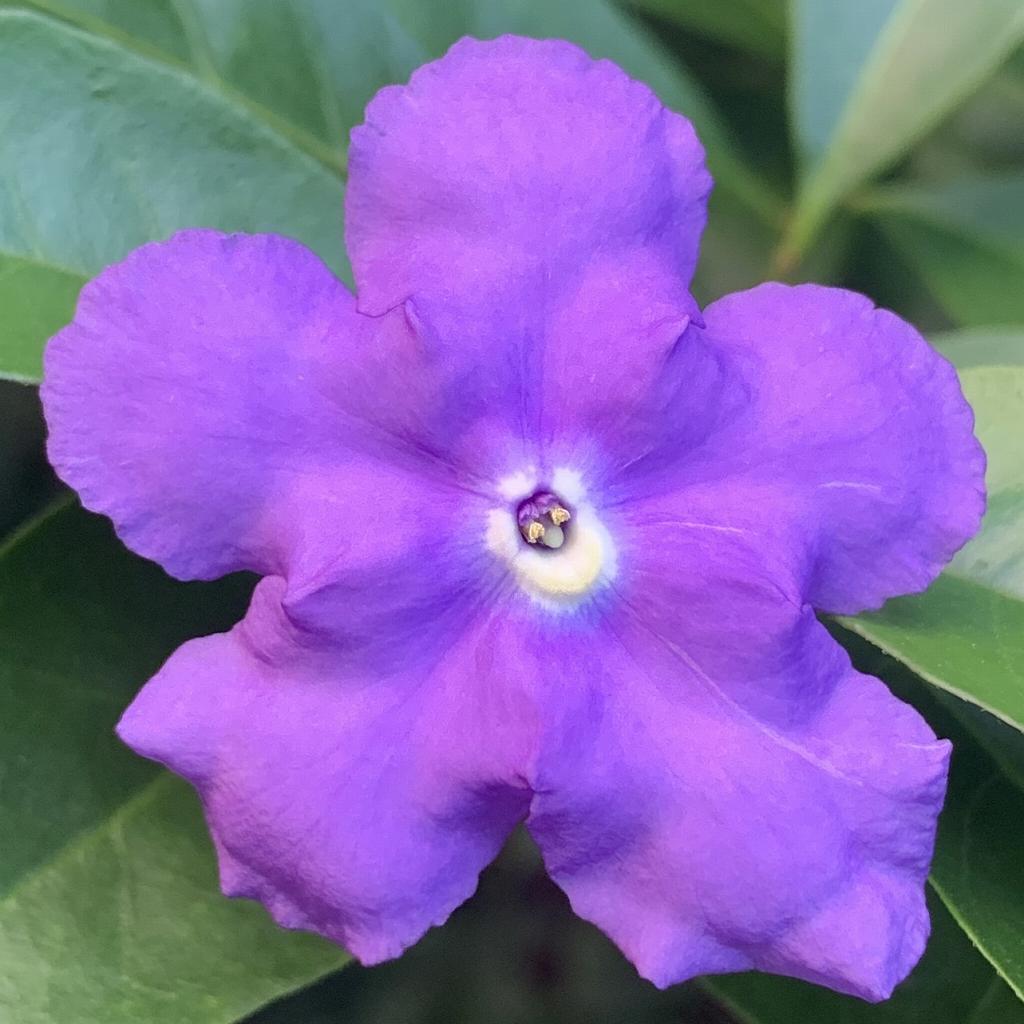 ニオイバンマツリ：青紫色の花 ／ Brunfelsia australis - violet flower