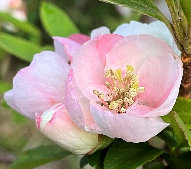 ボケ：桃色の花 ／ Chaenomeles - pink flower
