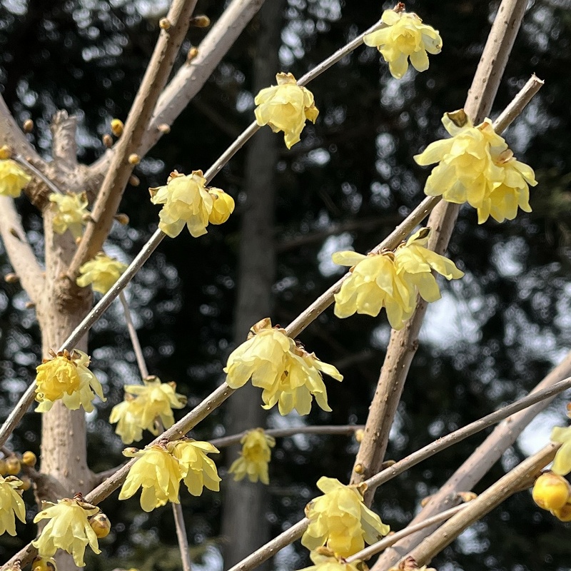 ソシンロウバイ：花を遠くから ／ Chimonanthus praecox concolor - Flowers from a distance