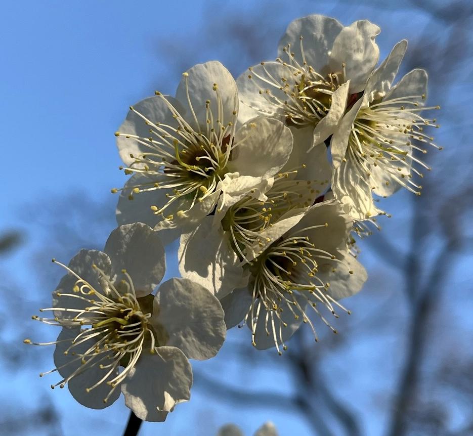 ウメ：白色の花が複数 ／ Prunus mume - multiple white flowers