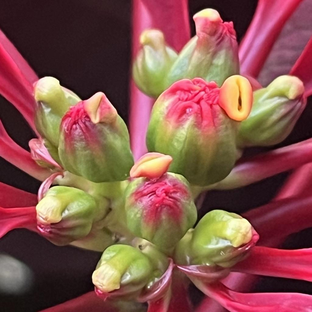 ポインセチア：咲き始め ／ Euphorbia pulcherrima - Beginning of flowering