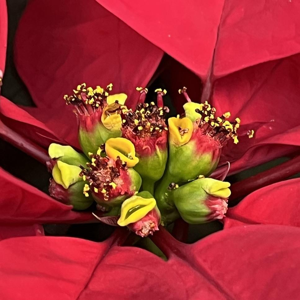 ポインセチア：開花 ／ Euphorbia pulcherrima - Flowers