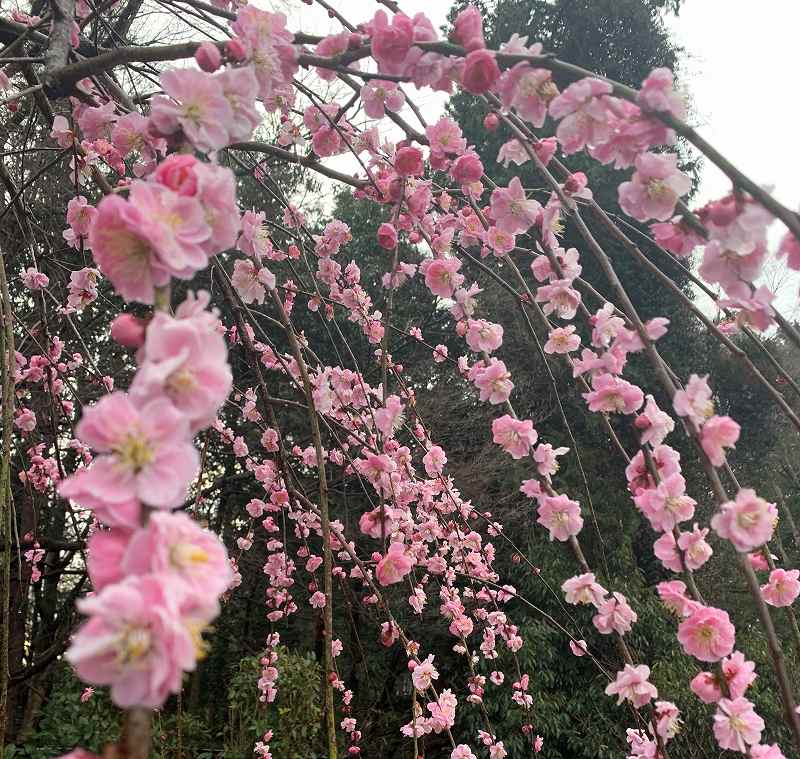 ウメ：桃色の花が多数 ／ Prunus mume - many pink flowers
