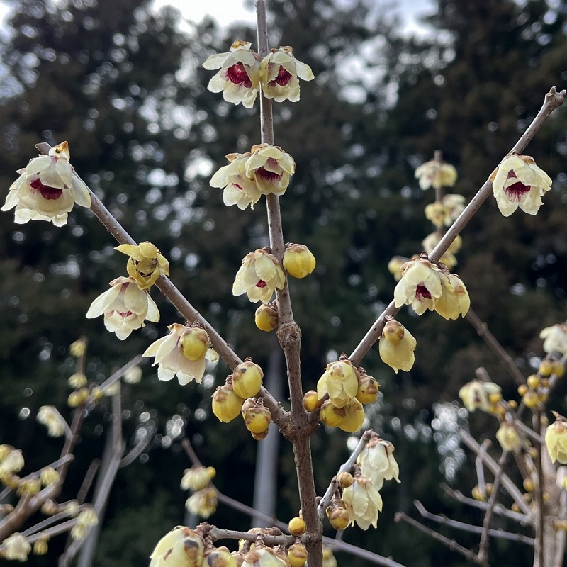 ロウバイ：花を遠くから ／ Chimonanthus praecox - Flowers from a distance