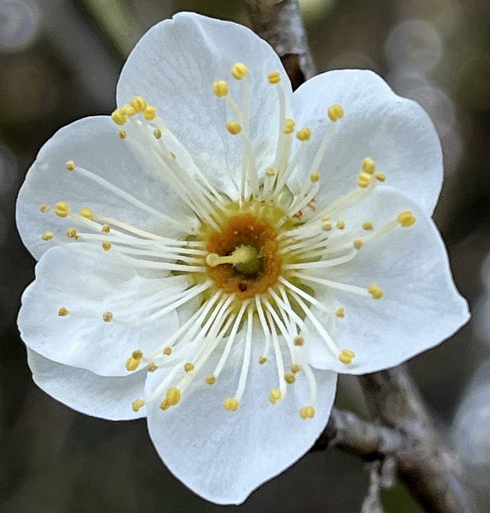 ウメ：白色の花 ／ Prunus mume - white flower