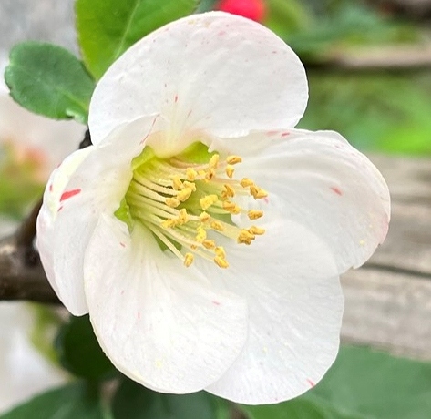 ボケ：ほぼ白色の花 ／ Chaenomeles - almost white flower