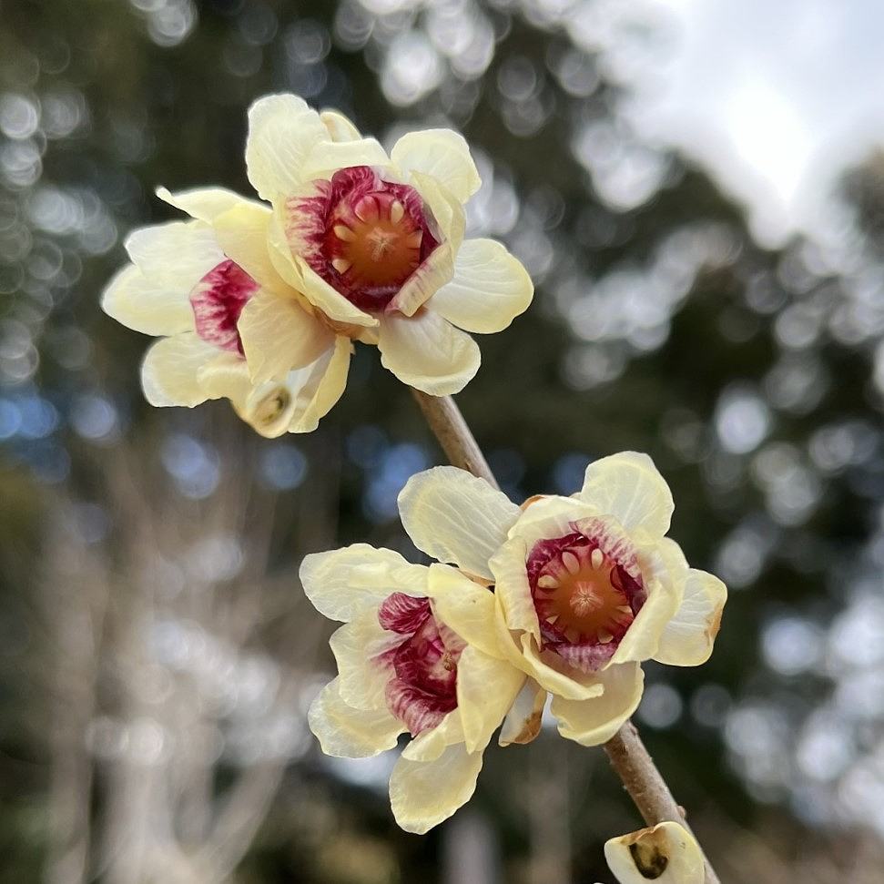 ロウバイ：花 ／ Chimonanthus praecox - Flowers