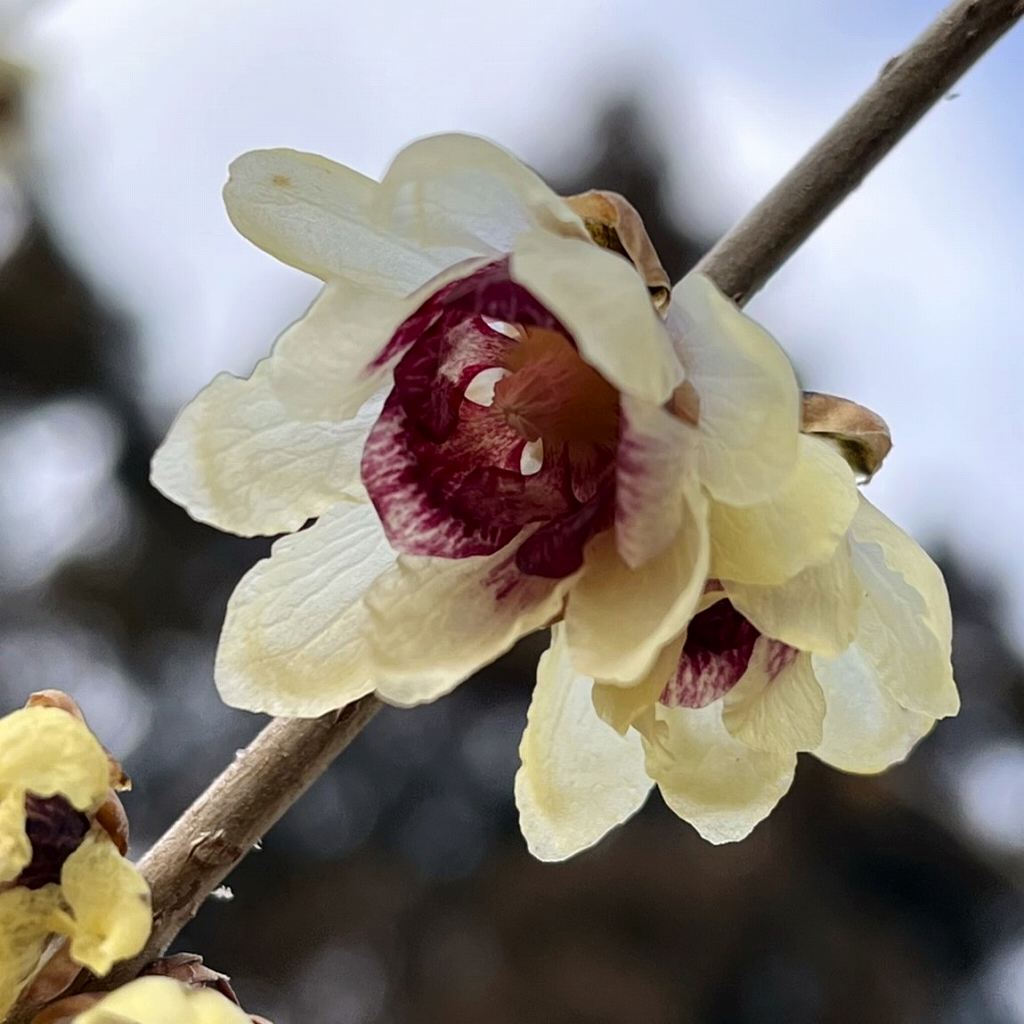 ロウバイ：花を近くから ／ Chimonanthus praecox - Flower up close