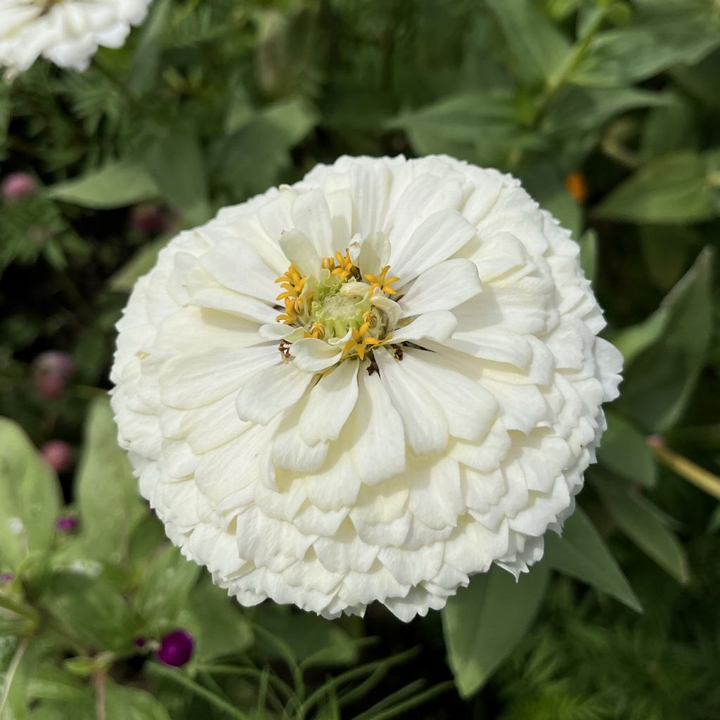 ヒャクニチソウ：白色の花 ／ Zinnia elegans - white flower