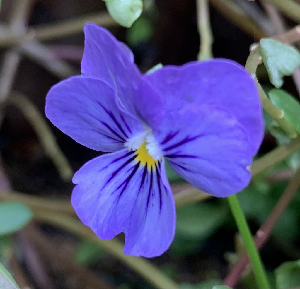 ビオラ：青紫色 ／ Viola - violet