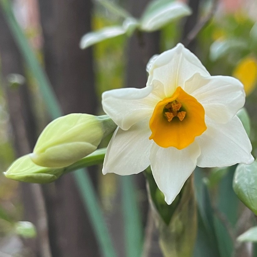 スイセン：蕾と花 ／ Narcissus - buds and flwer