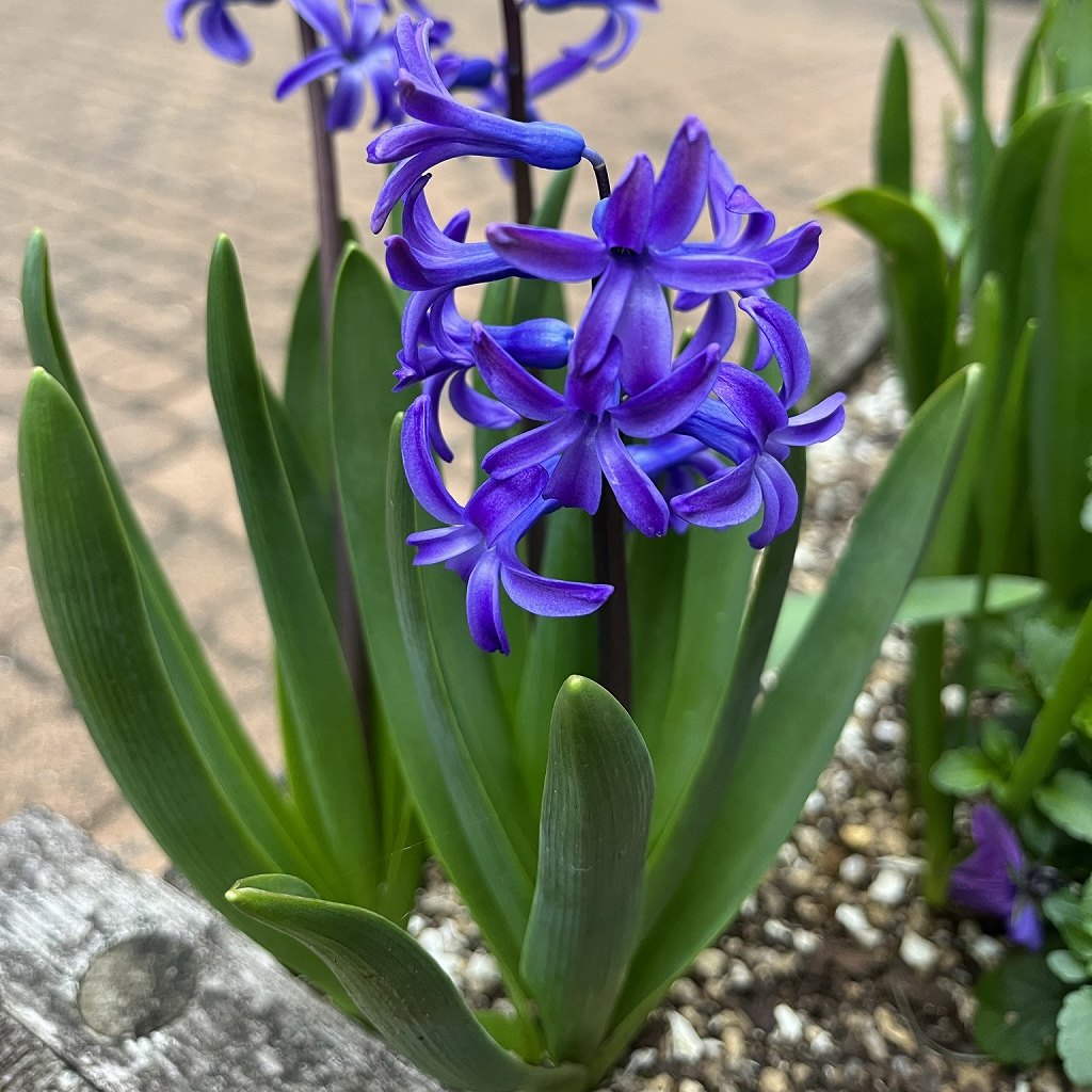 ヒアシンス：青紫色の花と葉 ／ Hyacinth - violet flowers and leaves