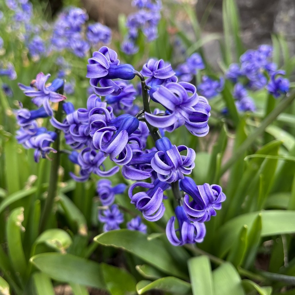 ヒアシンス / Hyacinth