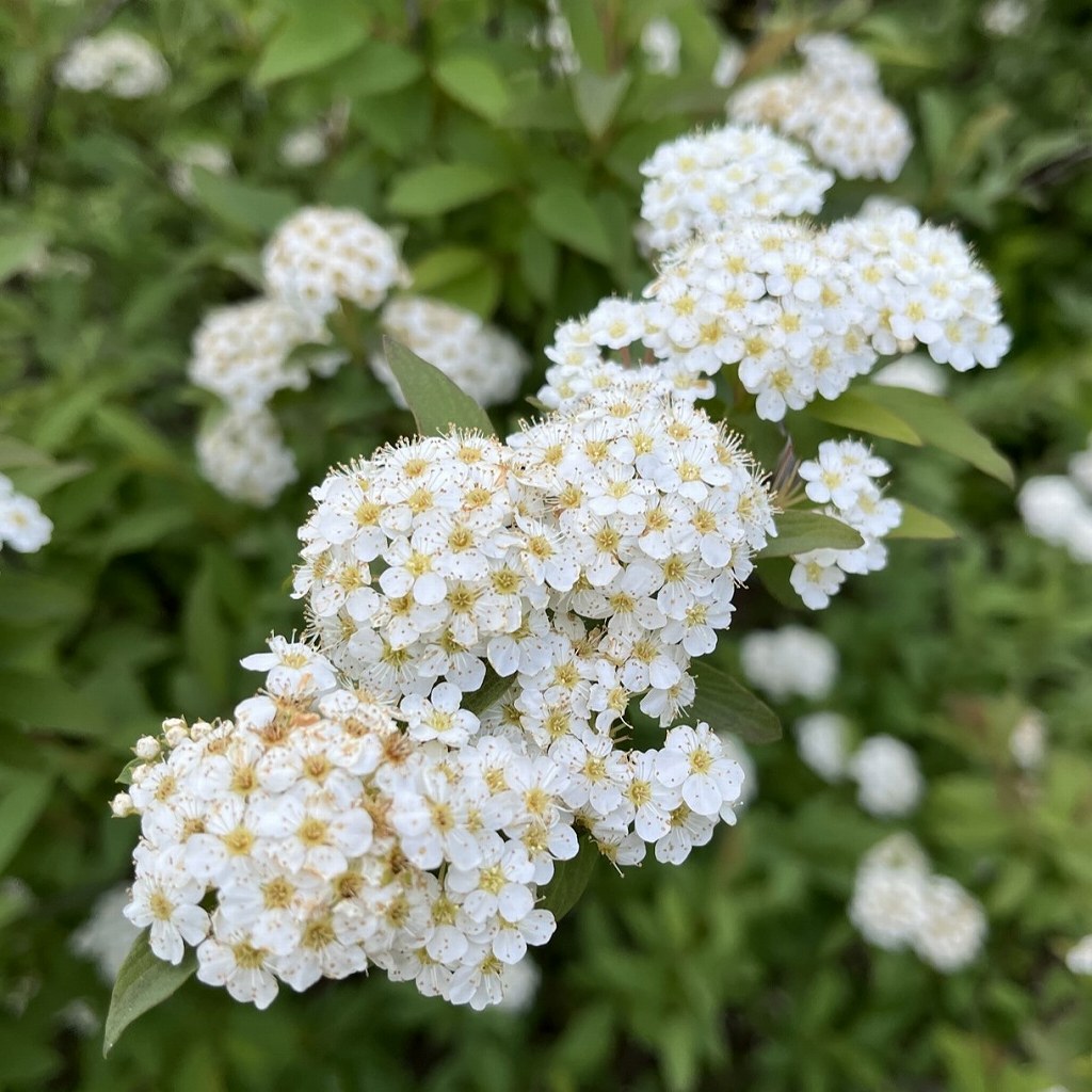 コデマリ：花々 ／ Reeves Spirea - flowers