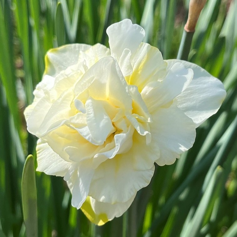 スイセン：白色の八重咲き ／ Narcissus - white double-flowered