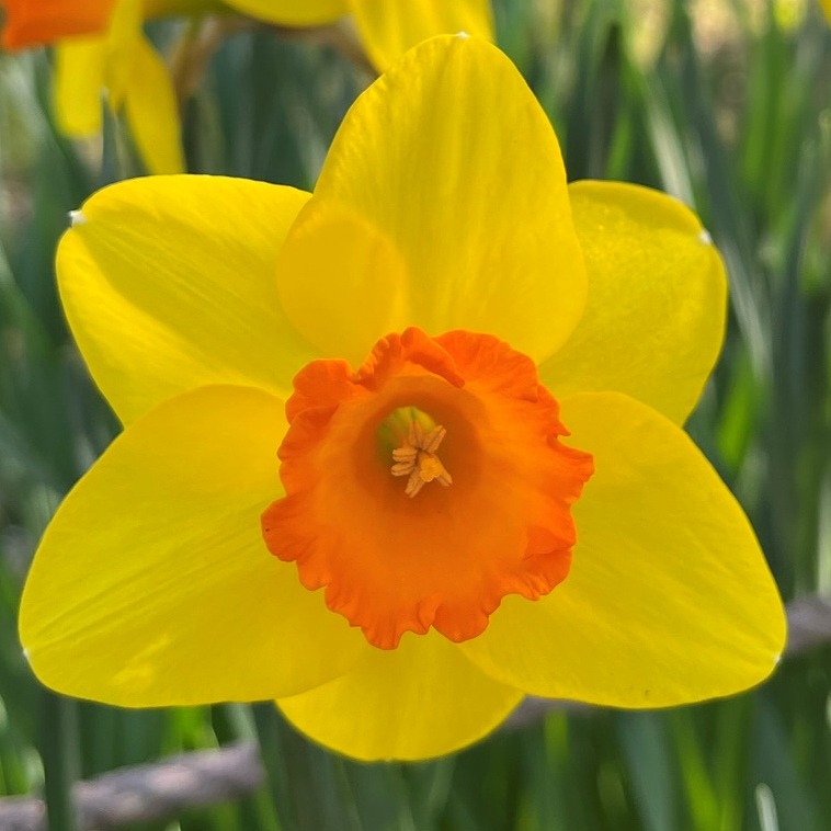 スイセン：黄色の一重咲き ／ Narcissus - yellow single-flowered