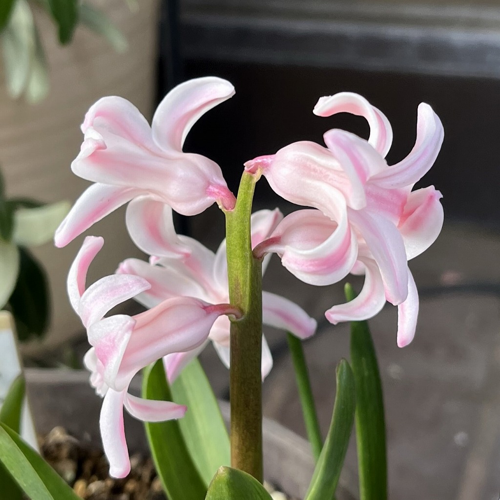ヒアシンス：桃色の花 ／ Hyacinth - pink flowers