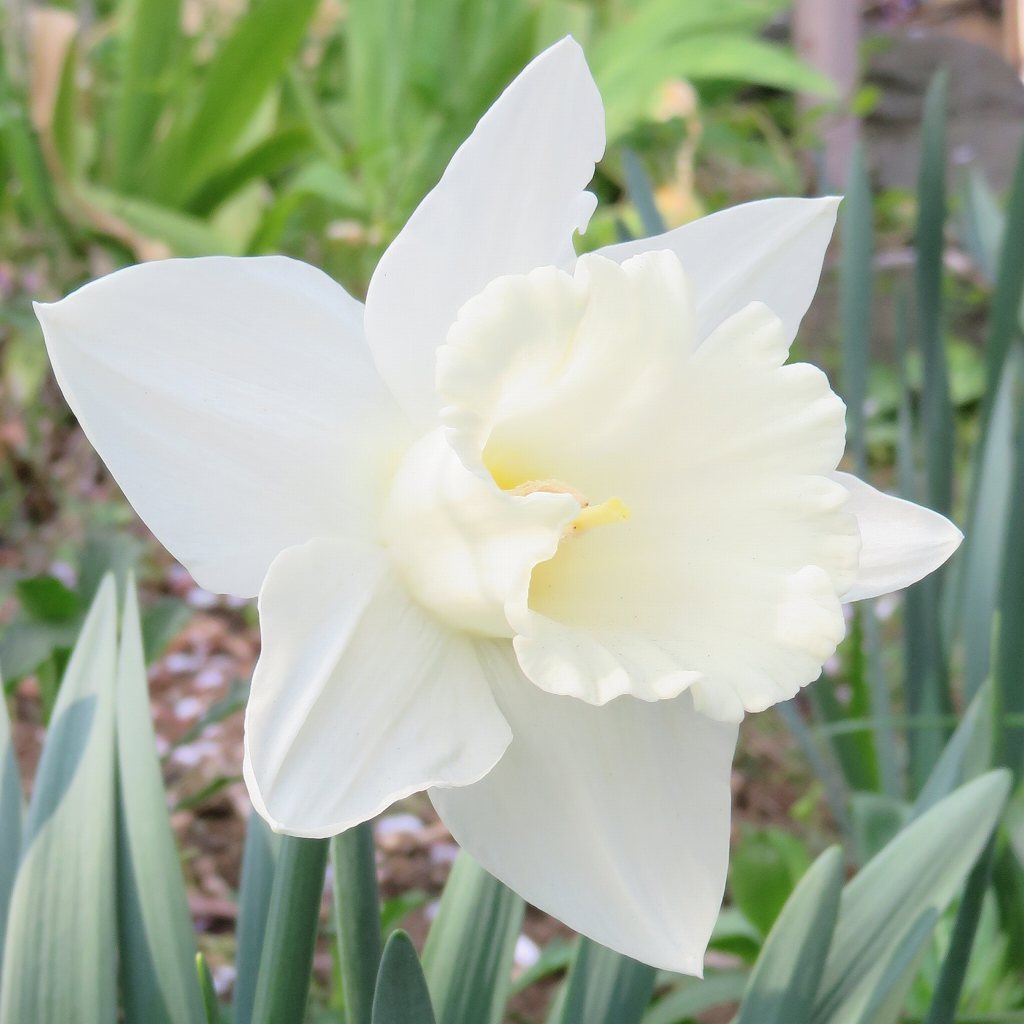 スイセン：白色の一重咲き ／ Narcissus - white single-flowered