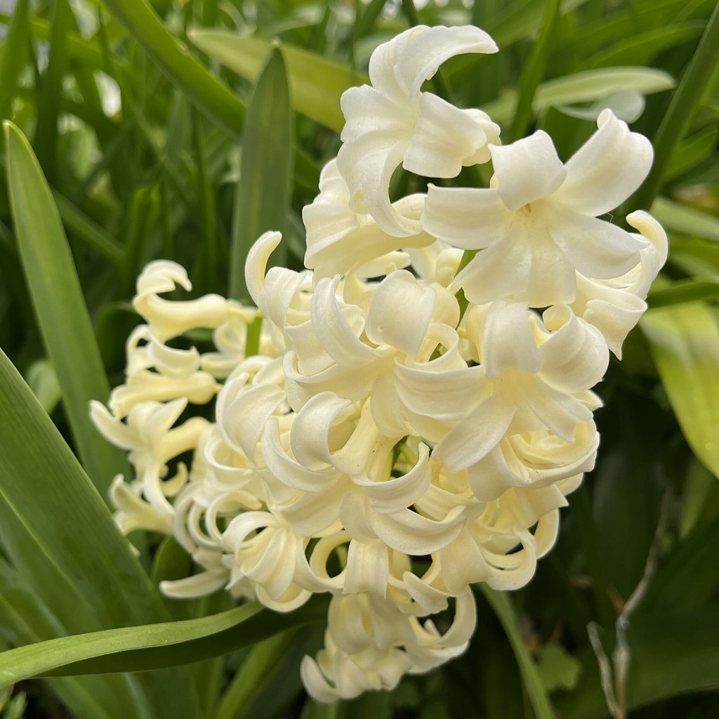 ヒアシンス：白色の花 ／ Hyacinth - white flowers
