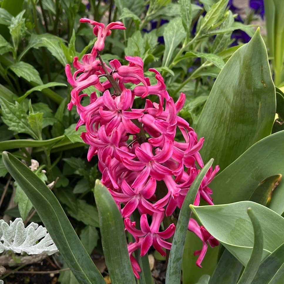 ヒアシンス：赤色の花 ／ Hyacinth - red flowers
